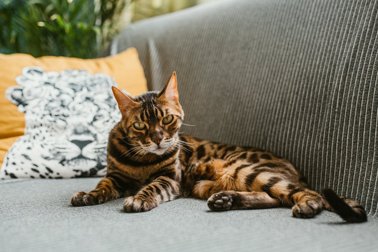 Top 5 Most Photogenic Cat Breeds