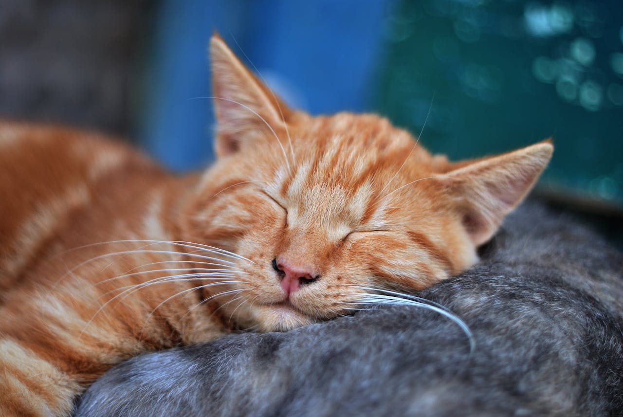 Do Cats Sleep More In Winter?