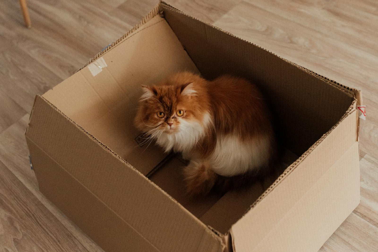 Why Do Cats Like Sitting In Random Things