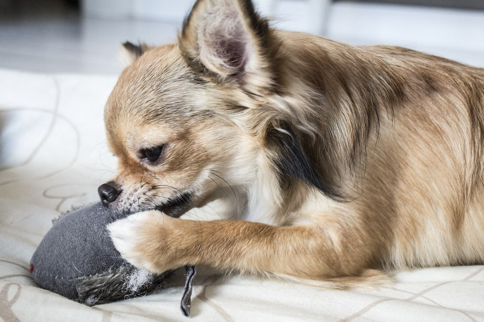 Best Chew Toys for Dogs
