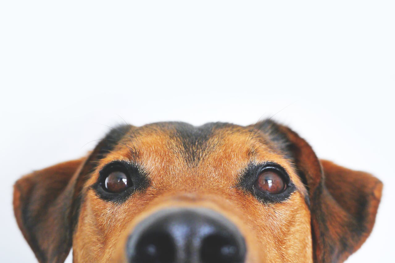 can dogs see pictures
