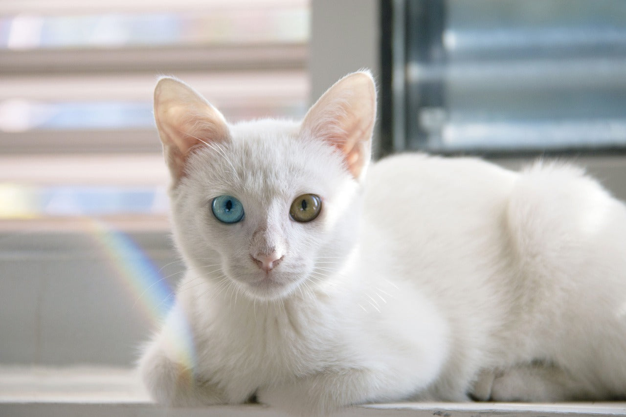 The Cutest and Spookiest DIY Halloween Costumes for Cats