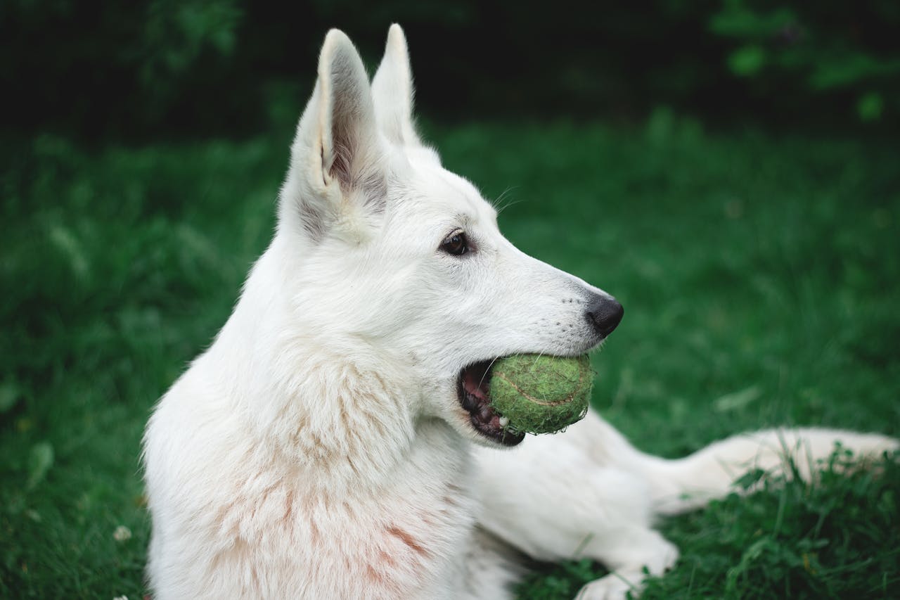 This Is Why Dogs Love Tennis Balls