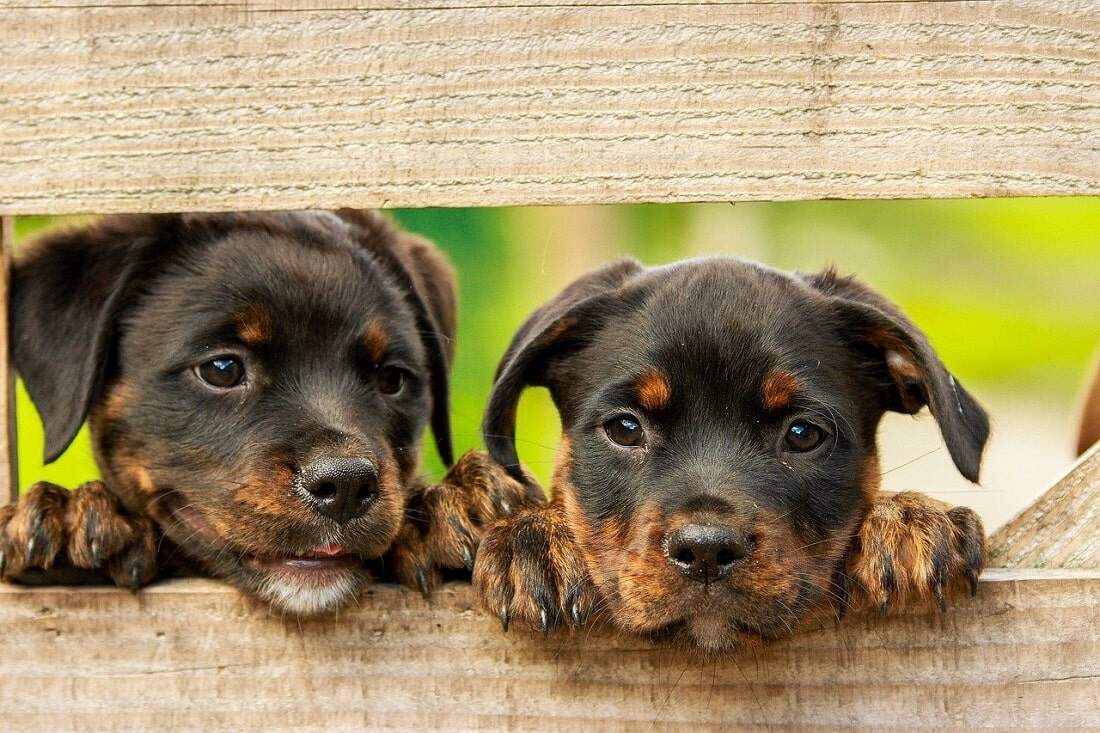 How to Capture the Perfect Image of Your Pet