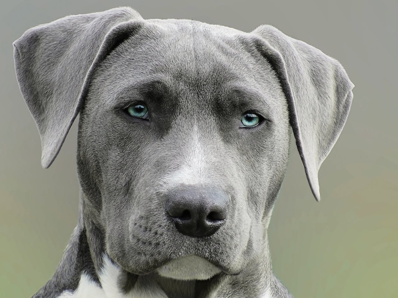 What Is A Male Dog Called?