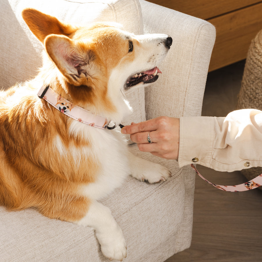 Custom Pet Portrait Collar