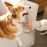 Custom Pet Portrait Collar