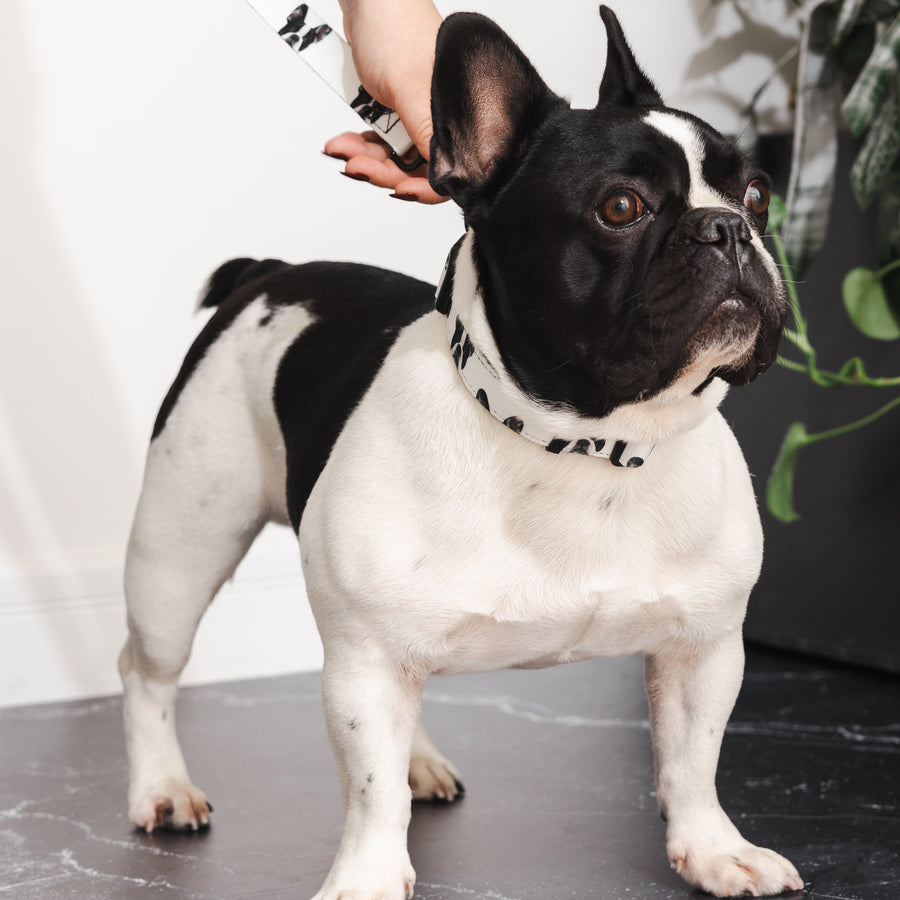 Custom Pet Portrait Collar