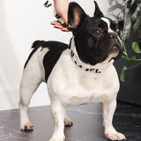 Custom Pet Portrait Collar