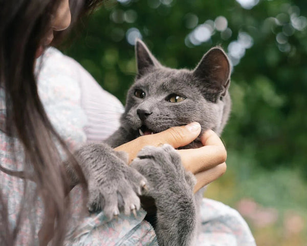 Custom Cat Gifts That Aren't Just for Cat Ladies