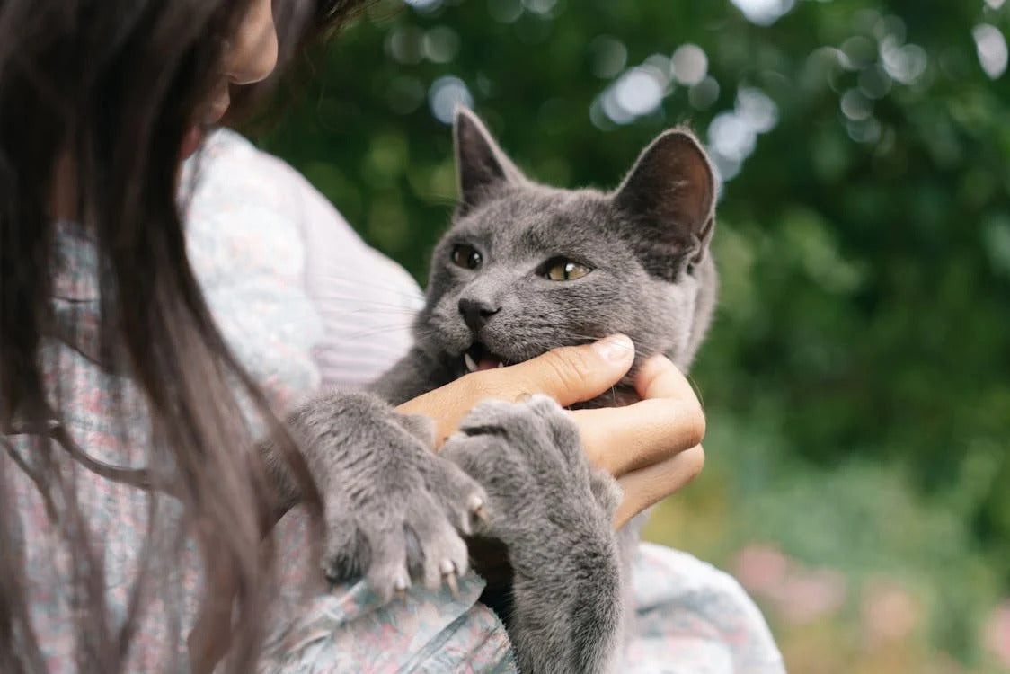 5 Weird Things Cats Do When They Love You