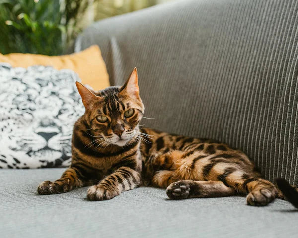 Why Do Cats Bite? 5 Weird Things Cats Do When They Love You