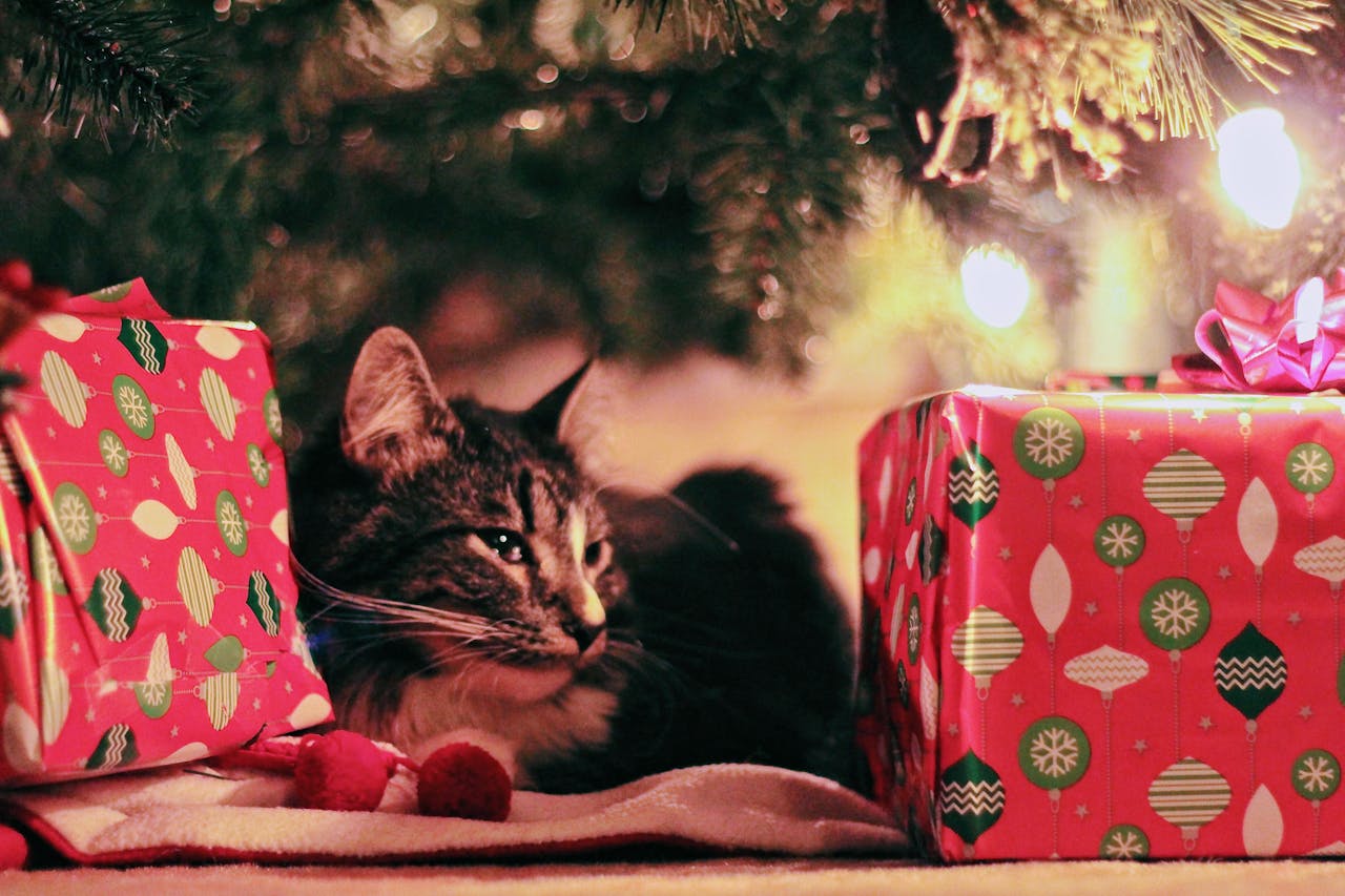 Christmas Present Ideas For Cats