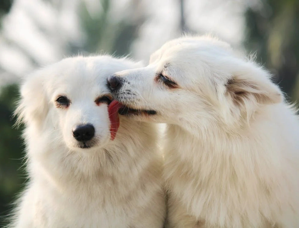 Do Animals Fall in Love? How Animals Form Deep Bonds