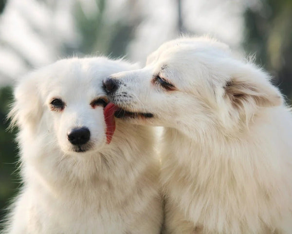 Do Animals Fall in Love? How Animals Form Deep Bonds