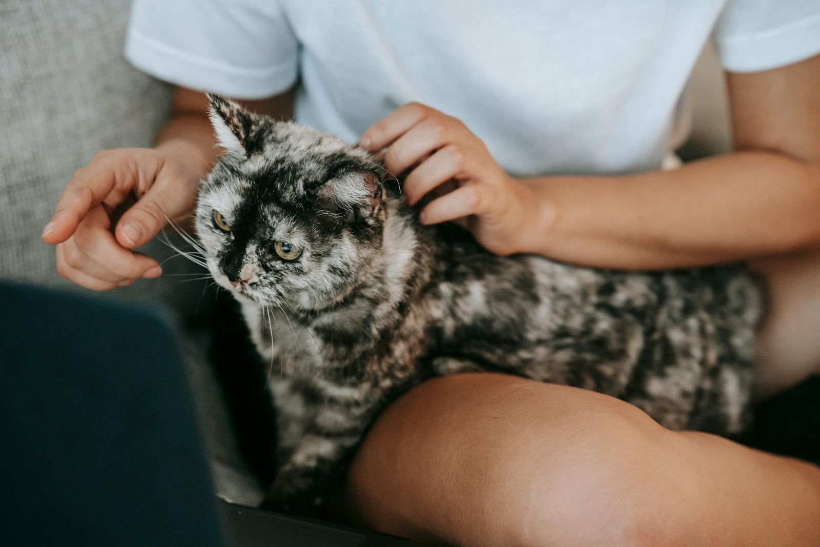 Do Cats Miss Their Owners?