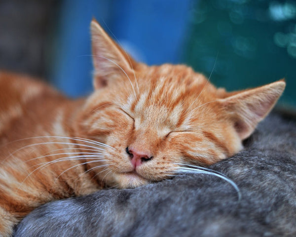 Do Cats Sleep More In Winter?