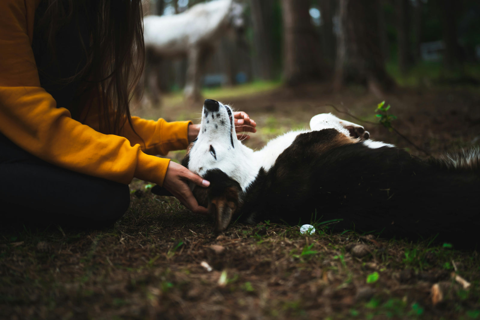 Do Dogs Feel Loved?