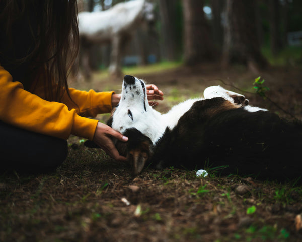 Do Dogs Feel Loved?