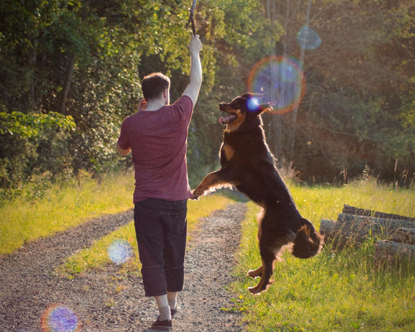 Father's Day for Dog Dads (what to do & what to get)