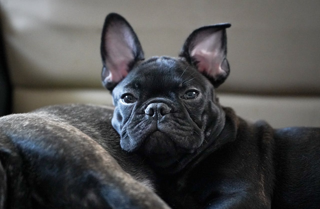 Top 5 Most Photogenic Dog Breeds