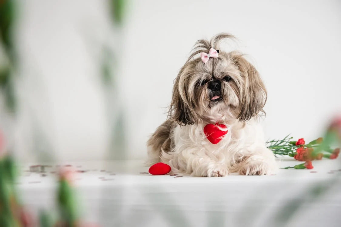 How to Celebrate Valentine’s Day with Your Pet