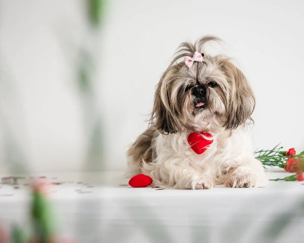 How to Celebrate Valentine’s Day with Your Pet