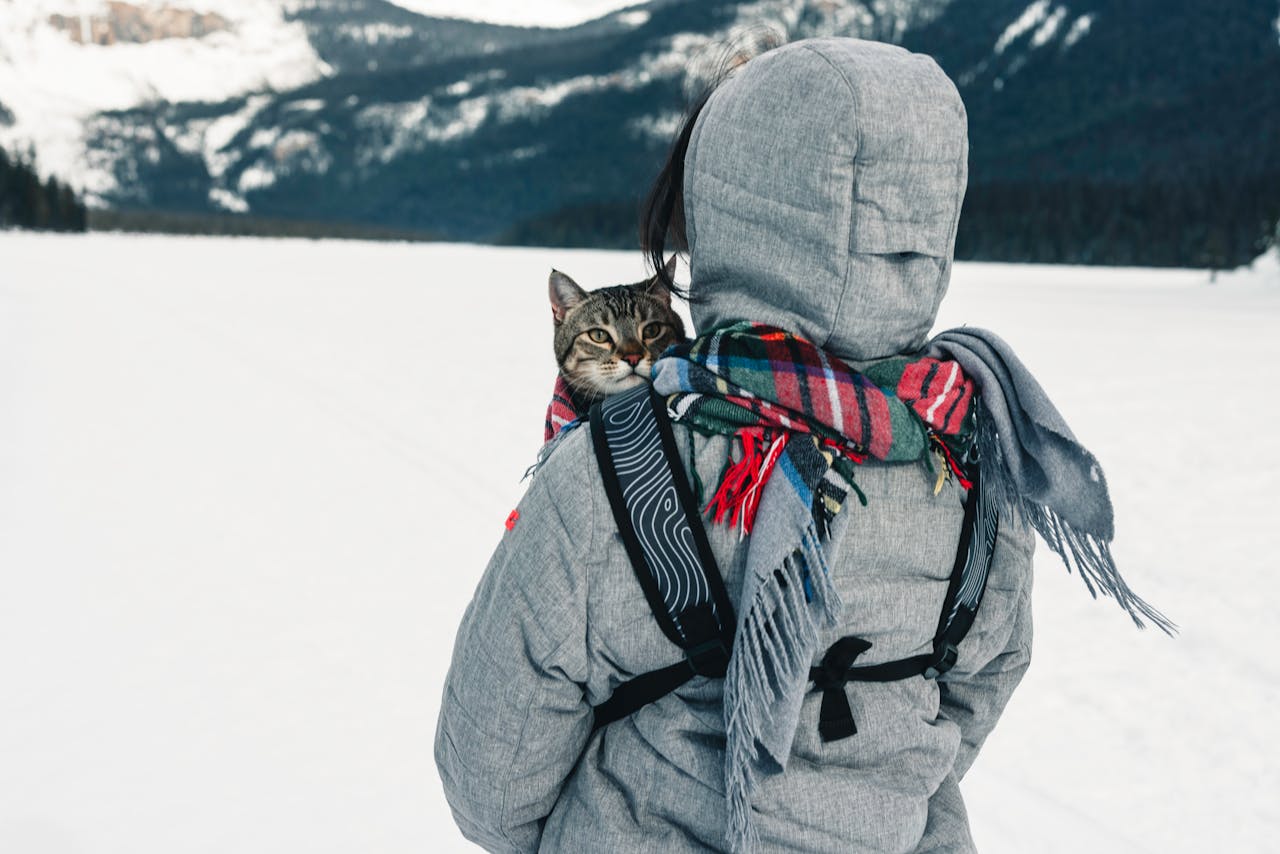 How to Travel with a Cat