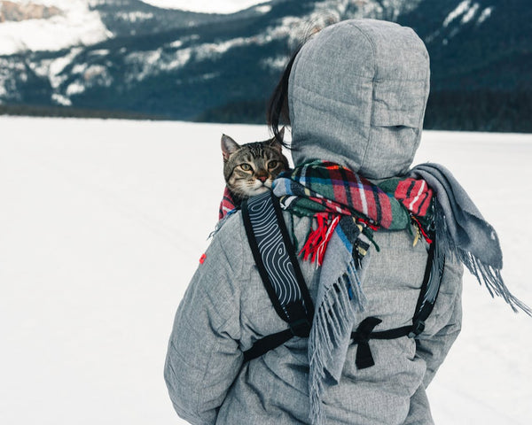 How to Travel with a Cat