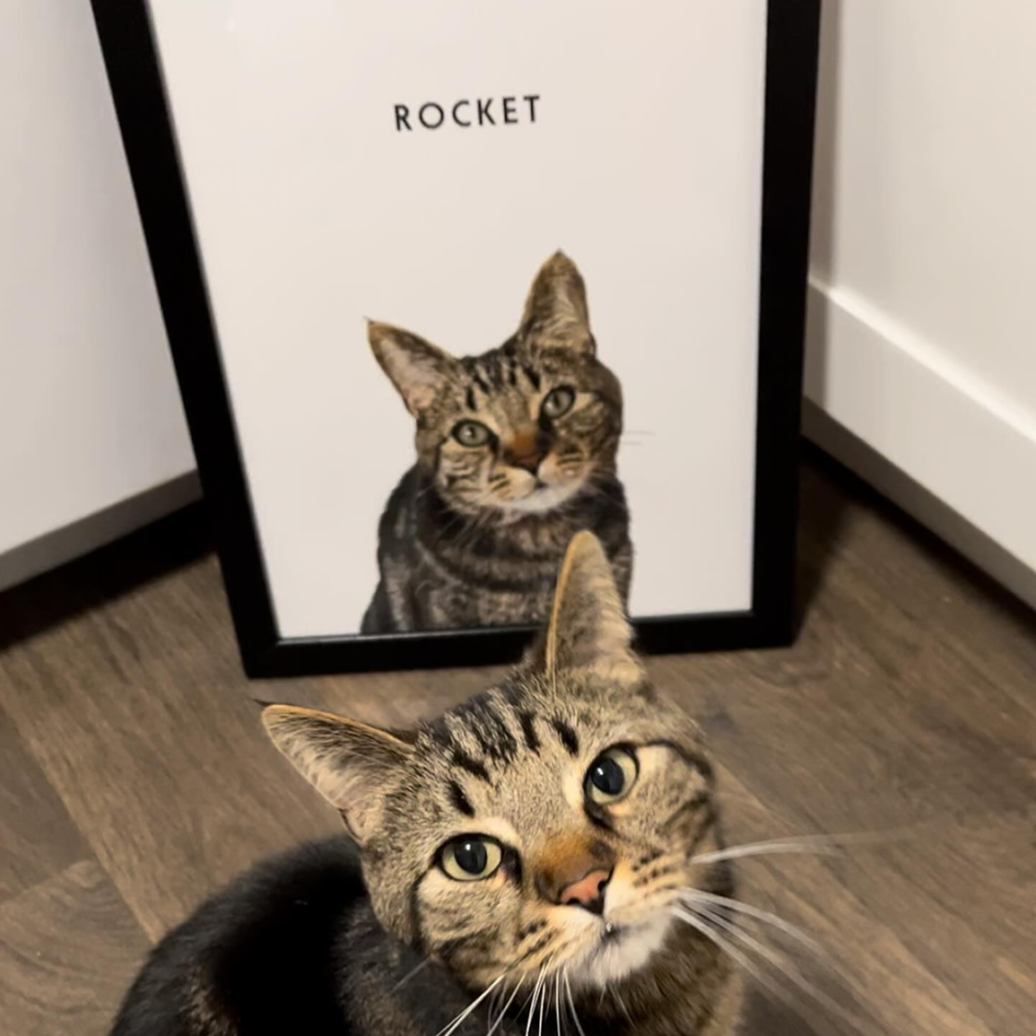 Funny Pet Portraits That’ll Make You Laugh