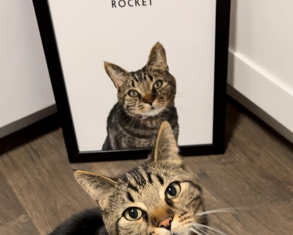 Funny Pet Portraits That’ll Make You Laugh