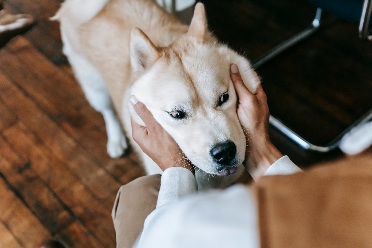 Why Your Dog Stares at You and How to Capture That in Art