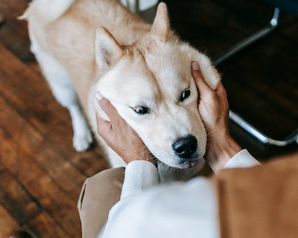 Why Your Dog Stares at You and How to Capture That in Art