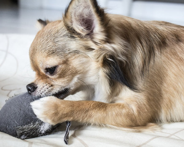 Best Chew Toys for Dogs