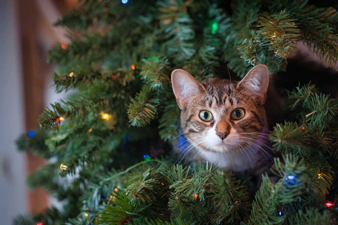 Are Christmas Trees Toxic for Cats?