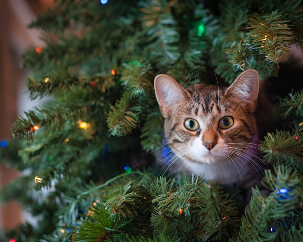 Are Christmas Trees Toxic for Cats?