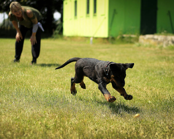 The Average Lifespan of the 50 Most Common Dog Breeds