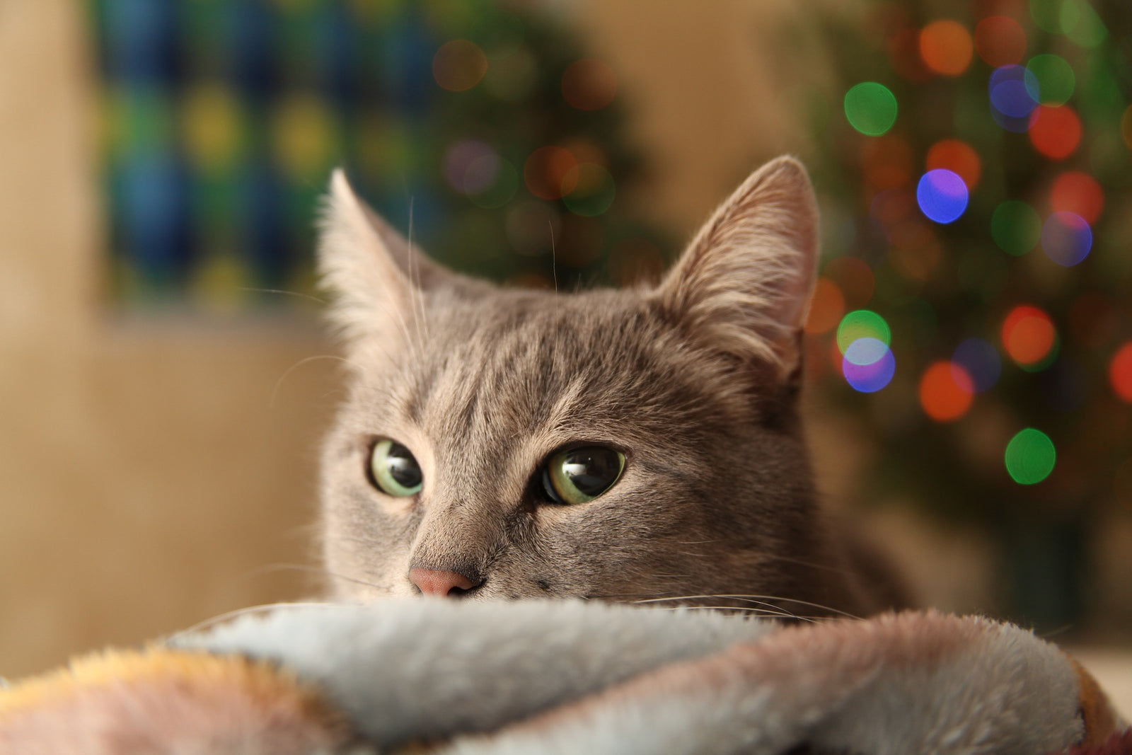 Tips for Keeping the Cat Out of the Christmas Tree