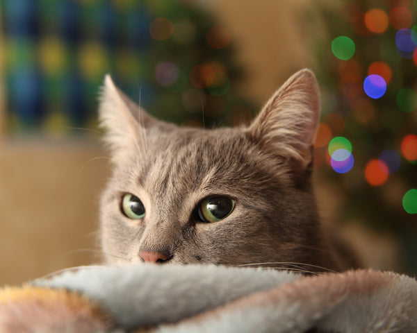 Tips for Keeping the Cat Out of the Christmas Tree