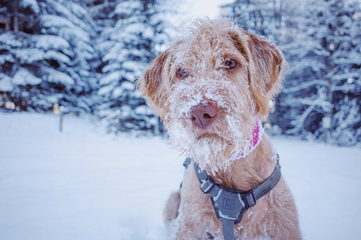 Do Dogs Shed More in the Winter?