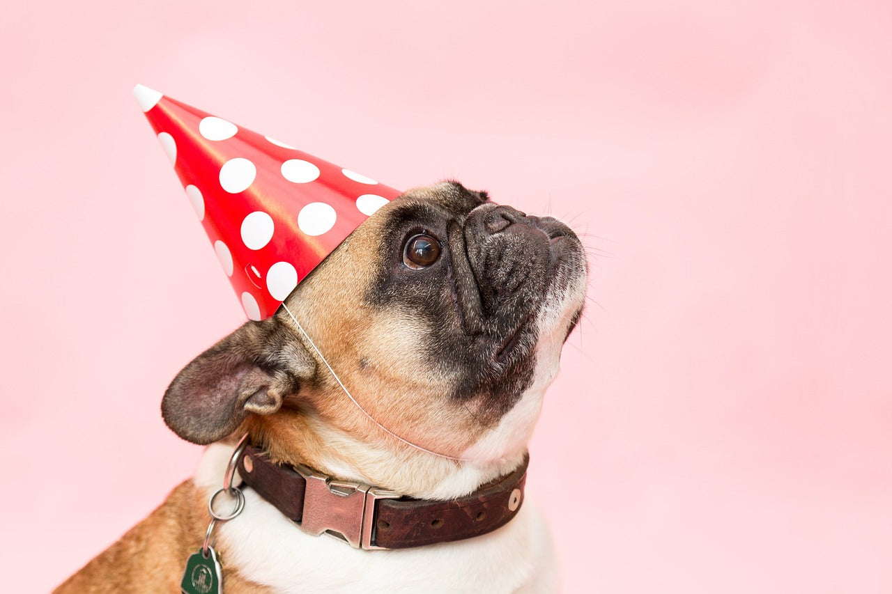 Throwing a Birthday Party for Your Dog
