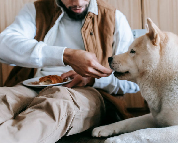 Do Dogs Need More Food in Winter