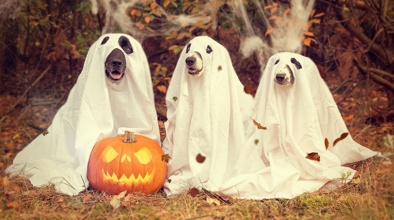 Our 6 Favorite Dog Pumpkin Stencils for Halloween