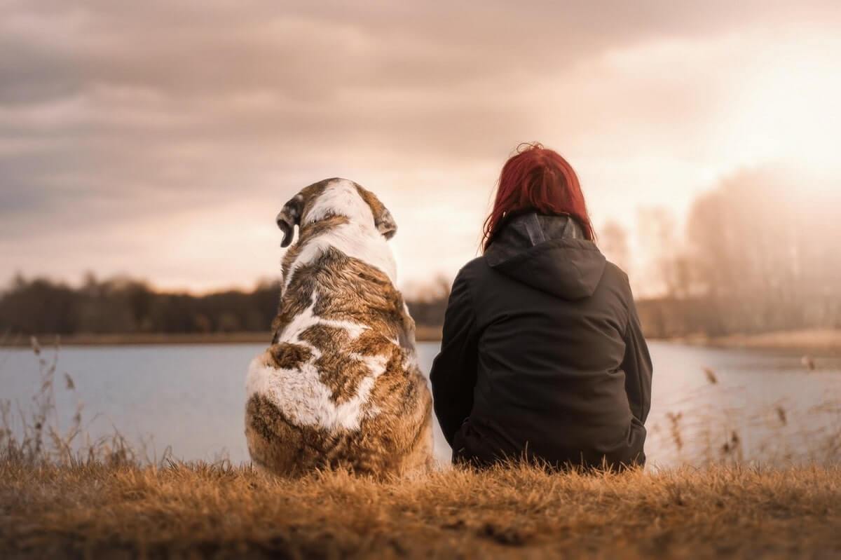 Adopting a Pet After a Divorce: Everything You Need to Know