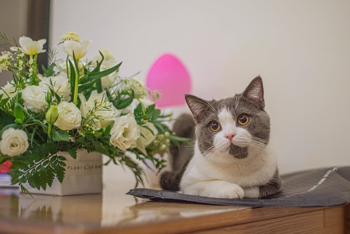 Pet-Friendly Flowers and Plants for Valentine's Day