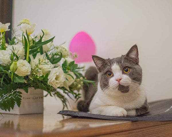 Pet-Friendly Flowers and Plants for Valentine's Day