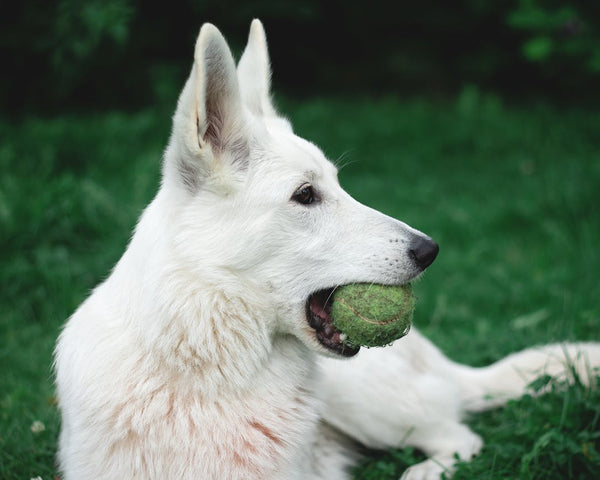 This Is Why Dogs Love Tennis Balls