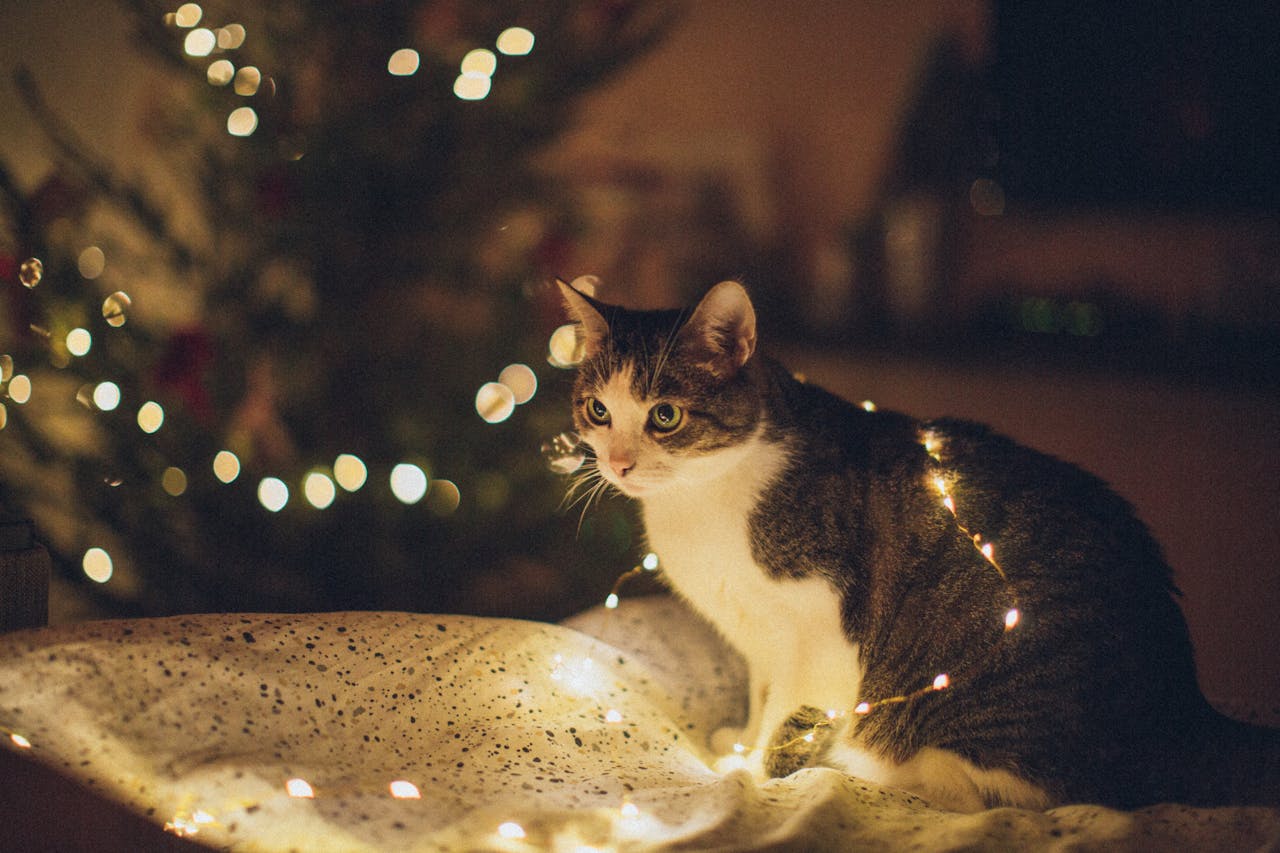 How Cats See Christmas Lights