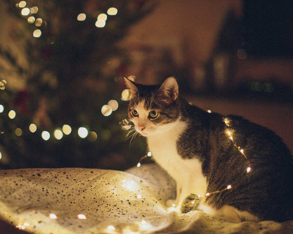 How Cats See Christmas Lights