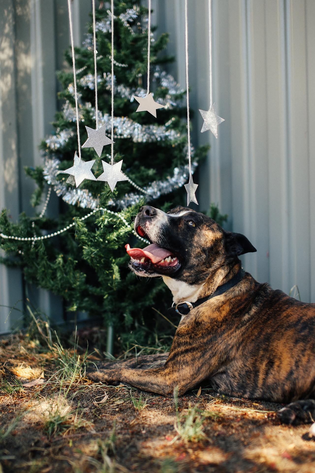 How To Keep Pets From Drinking Christmas Tree Water?